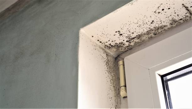 Best Mold Remediation for Vacation Homes  in Coachella, CA