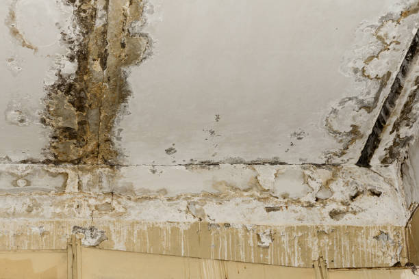 Best Mold Prevention Services  in Coachella, CA