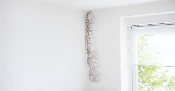 Best Commercial Mold Inspection  in Coachella, CA