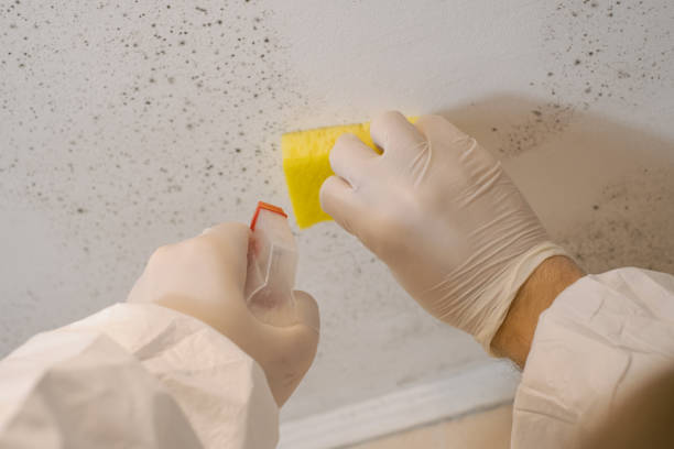 Coachella, CA Mold Removal Company