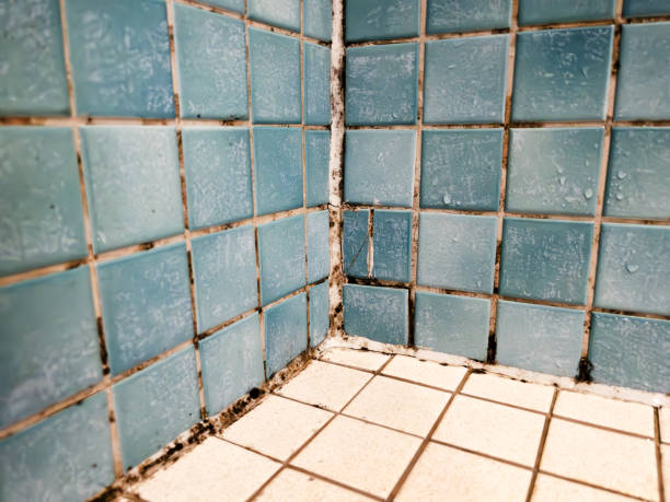 Best Asbestos and Lead Testing During Mold Inspection  in Coachella, CA