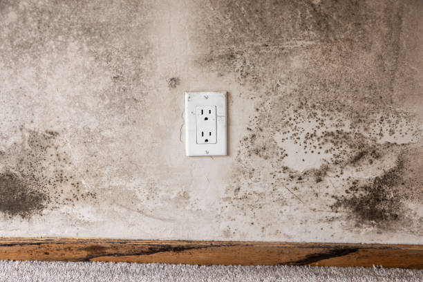Best Attic Mold Removal  in Coachella, CA