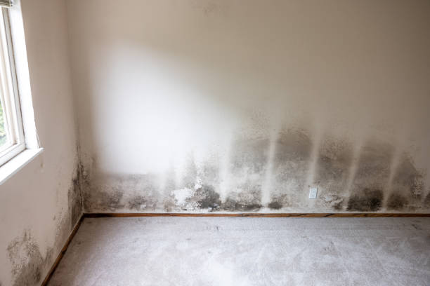 Best Comprehensive Air Testing for Mold Contaminants  in Coachella, CA