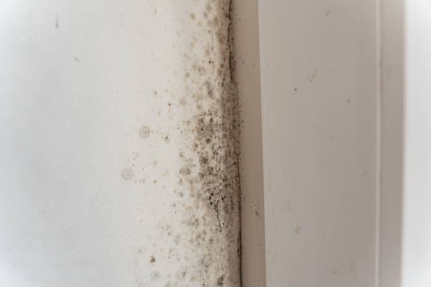 Best Basement Mold Removal  in Coachella, CA